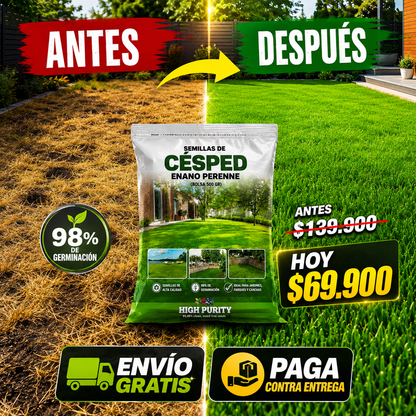 Semillas de Césped Enano Perenne